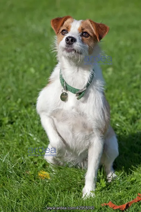 : Dog - Brown and White Terrier - sitting in field : Dog - Brown and White Terrier - sitting in field