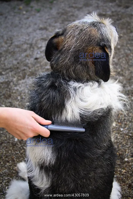 : Dog brushed by his mistress France : Dog brushed by his mistress France
