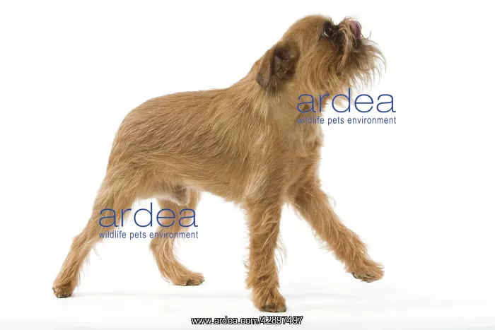 : Dog - Brussels Griffon : Dog - Brussels Griffon