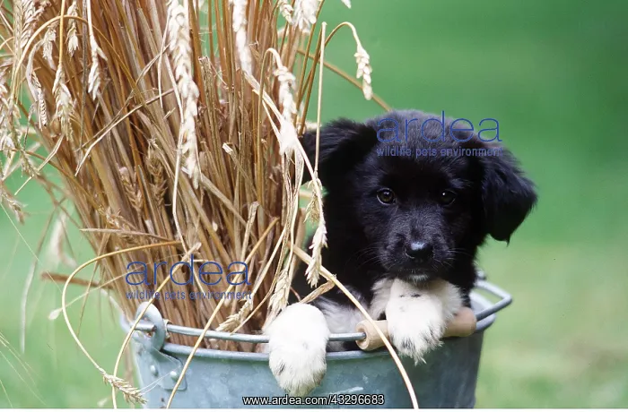 : DOG - in bucket of wheat : DOG - in bucket of wheat