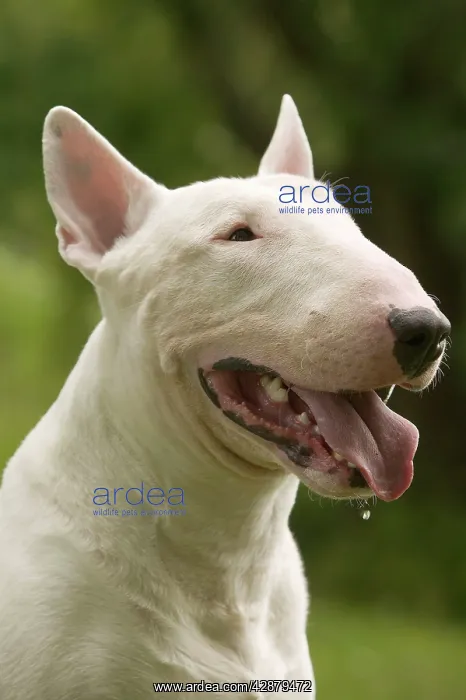  : Dog - Bull Terrier