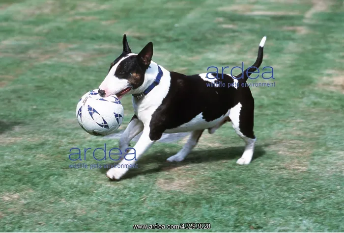 : DOG - BULL TERRIER - CARRYING BALL : DOG - BULL TERRIER - CARRYING BALL