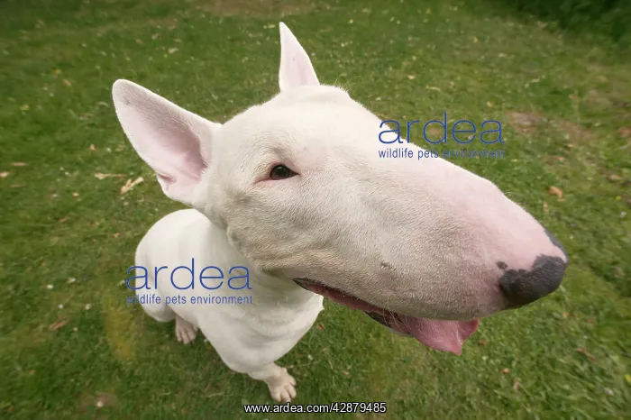  : Dog - Bull Terrier, close-up of face
