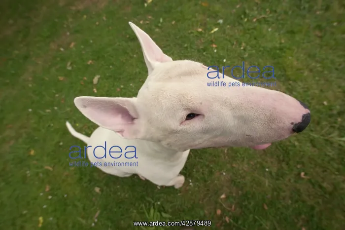  : Dog - Bull Terrier, close-up of face