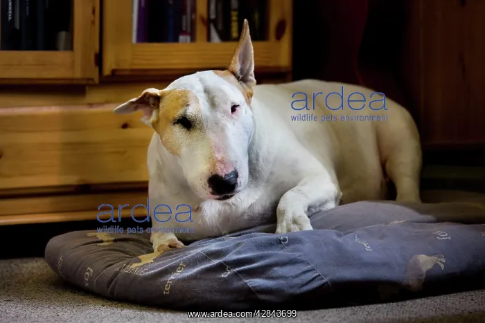  : Dog - Bull Terrier - lying down on pillow