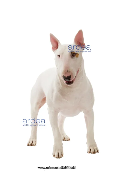  : Dog - Bull Terrier (Miniature)