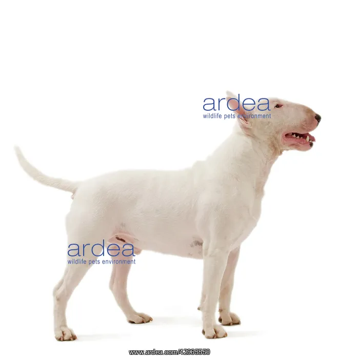  : Dog - Bull Terrier (Miniature)