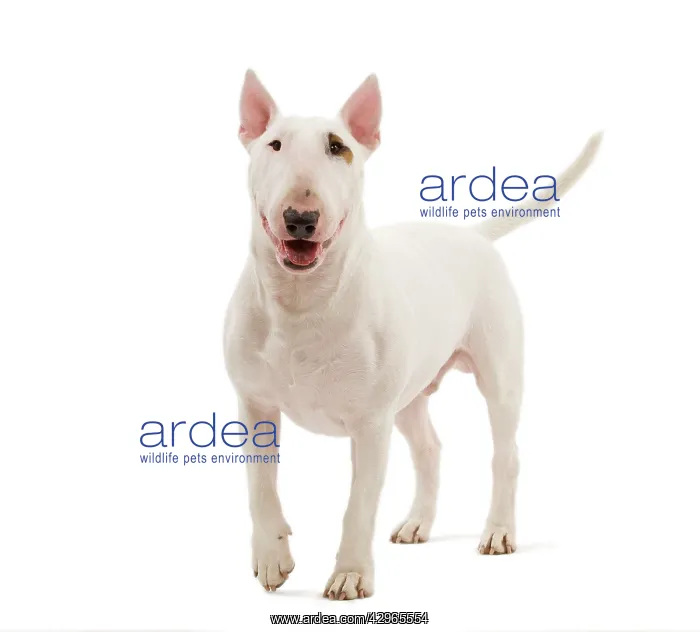  : Dog - Bull Terrier (Miniature)