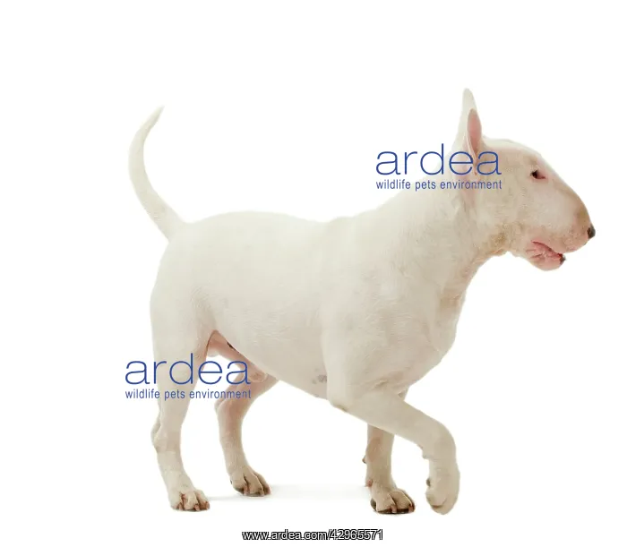  : Dog - Bull Terrier (Miniature)