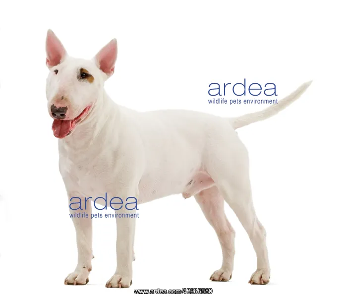  : Dog - Bull Terrier (Miniature)