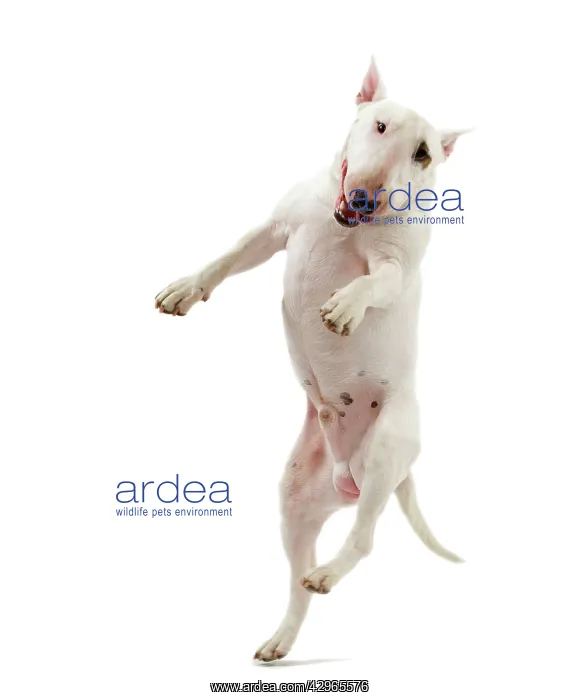 : Dog - Bull Terrier (Miniature) - leaping in mid-air : Dog - Bull Terrier (Miniature) - leaping in mid-air