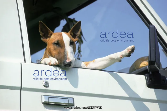  : Dog - Bull Terrier in open car window