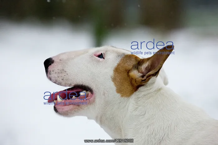  : Dog - Bull Terrier portrait in winter snow