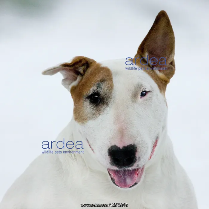 : Dog - Bull Terrier portrait in winter snow