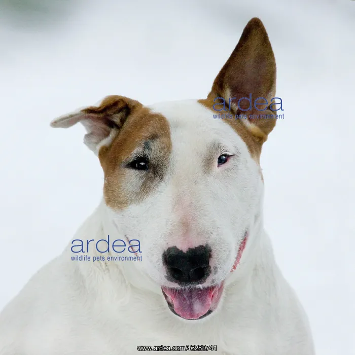: Dog - Bull Terrier portrait in winter snow : Dog - Bull Terrier portrait in winter snow