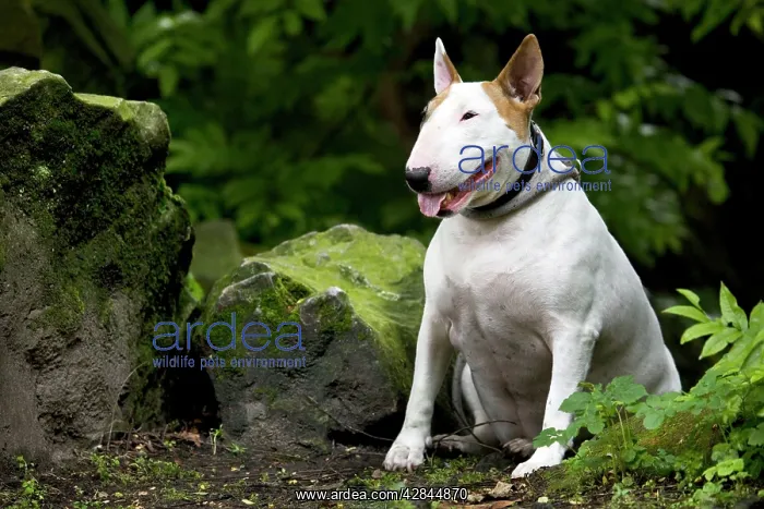  : Dog - Bull Terrier sitting by rocks
