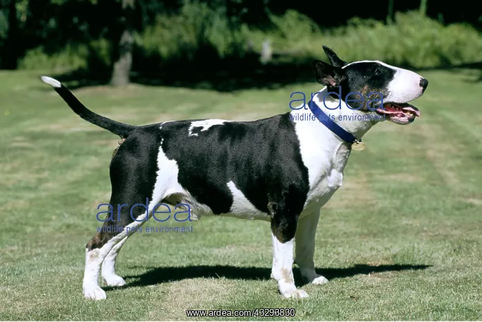 : DOG - BULL TERRIER - standing, side view : DOG - BULL TERRIER - standing, side view