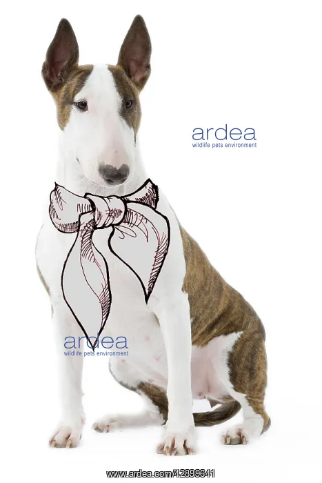 : Dog - Bull terrier in studio wearing scarf / tie : Dog - Bull terrier in studio wearing scarf / tie