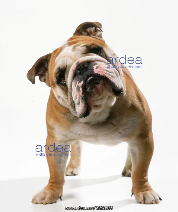 : Dog - Bulldog : Dog - Bulldog