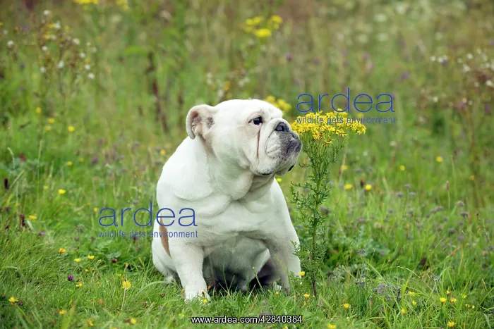 : DOG - Bulldog : DOG - Bulldog
