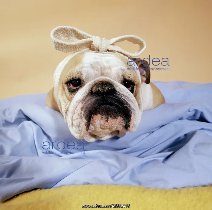 : DOG - BULLDOG : DOG - BULLDOG