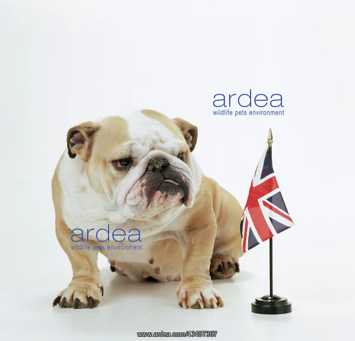  : DOG - Bulldog with British Union Jack flag