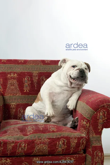  : DOG - Bulldog in chair