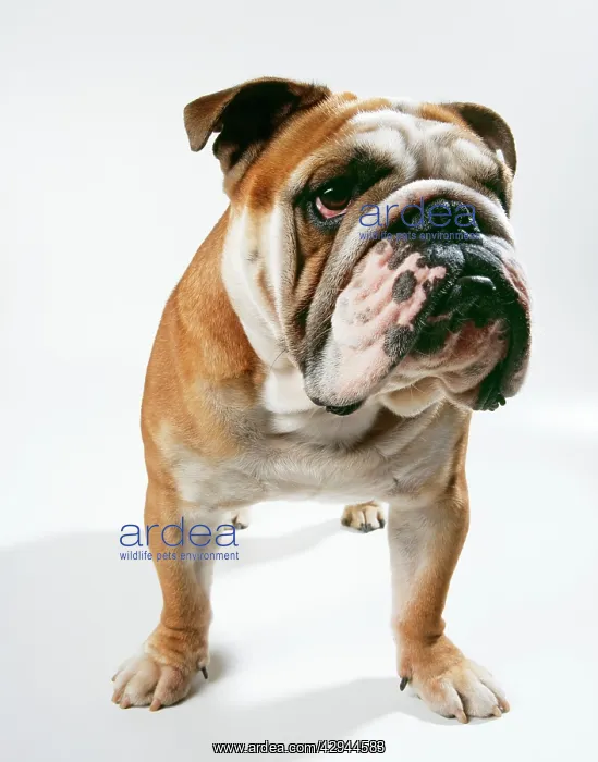 : DOG - bulldog, facing : DOG - bulldog, facing