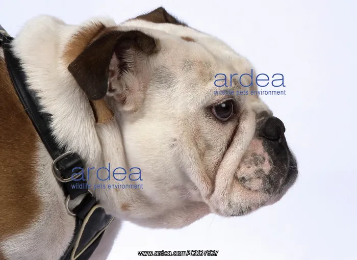 : DOG. Bulldog head & shoulders DOG. Bulldog head & : DOG. Bulldog head & shoulders DOG. Bulldog head &