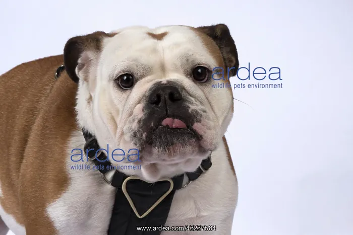 : DOG. Bulldog head & shoulders with tonge out DOG : DOG. Bulldog head & shoulders with tonge out DOG