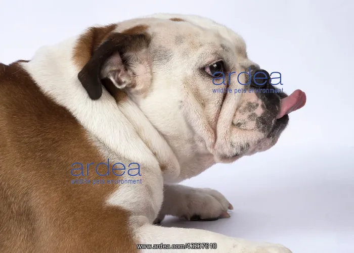 : DOG. Bulldog head & shoulders with tonge out DOG : DOG. Bulldog head & shoulders with tonge out DOG
