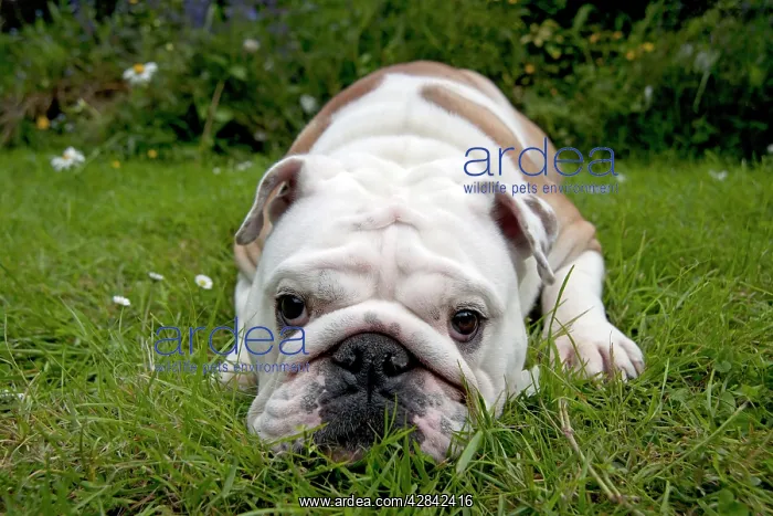  : DOG - Bulldog laying in garden