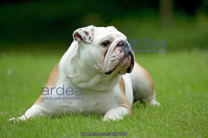  : DOG - Bulldog laying in garden