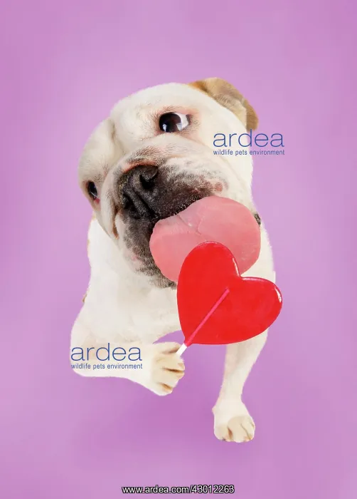 : DOG - Bulldog licking heart lollipop : DOG - Bulldog licking heart lollipop
