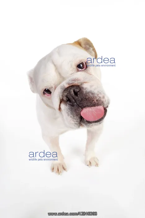  : DOG. Bulldog licking the screen