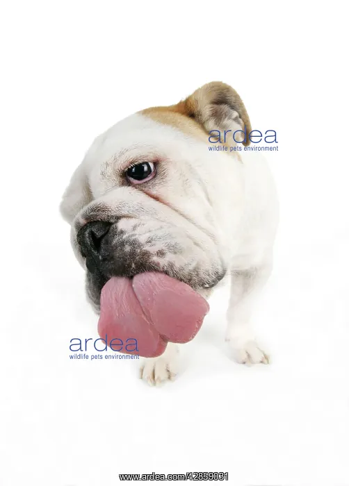  : DOG. Bulldog licking the screen