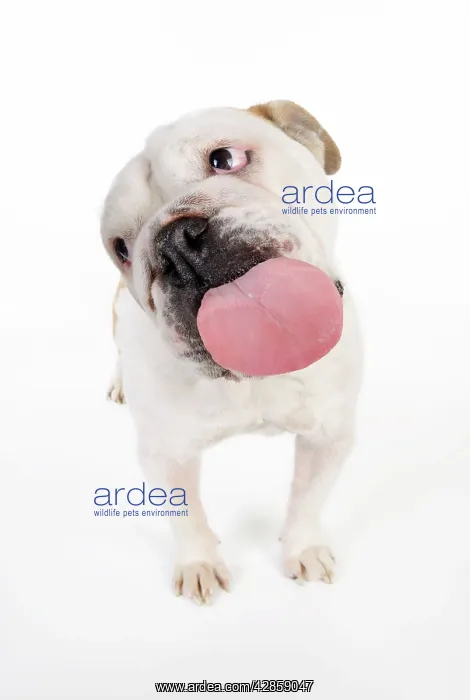  : DOG. Bulldog licking the screen