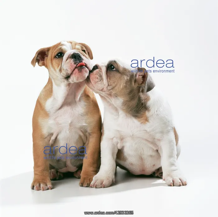  : DOG - two bulldog puppies