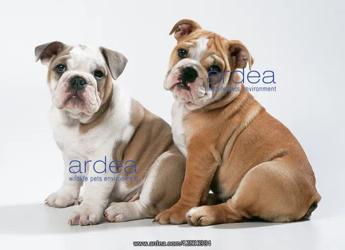 : DOG - two Bulldog puppies, sitting, studio shot : DOG - two Bulldog puppies, sitting, studio shot