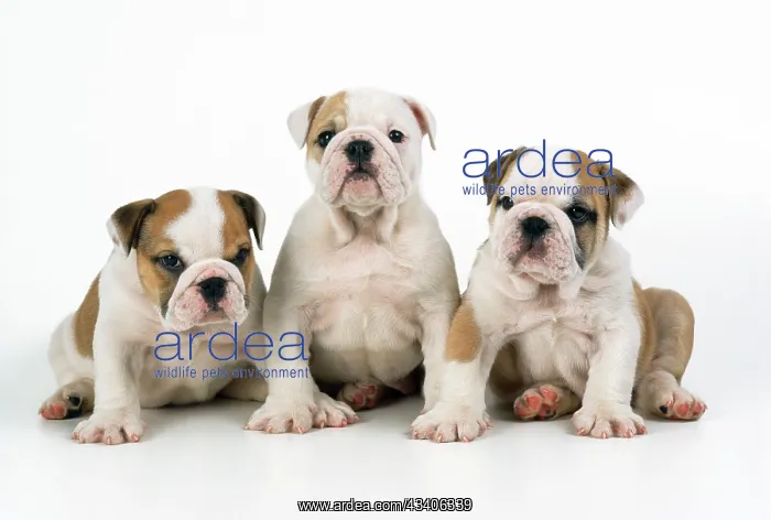 : DOG - three Bulldog puppies, studio shot : DOG - three Bulldog puppies, studio shot