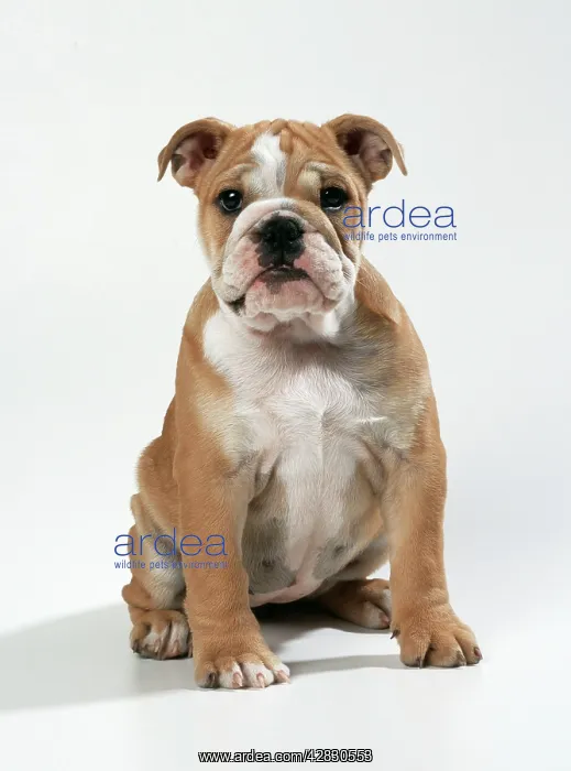 : DOG - Bulldog puppy : DOG - Bulldog puppy