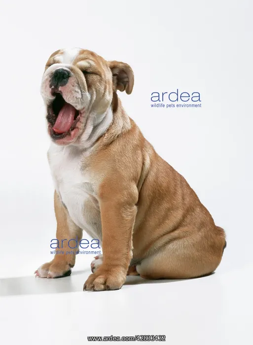  : DOG - Bulldog puppy