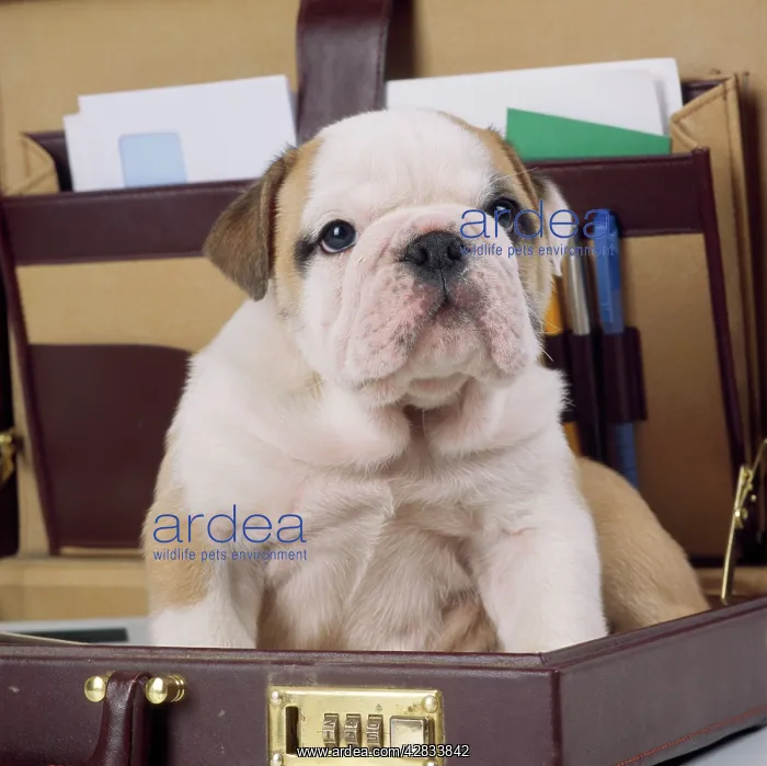 : DOG - Bulldog puppy in briefcase, studio shot - 'new jobI : DOG - Bulldog puppy in briefcase, studio shot - 'new jobI