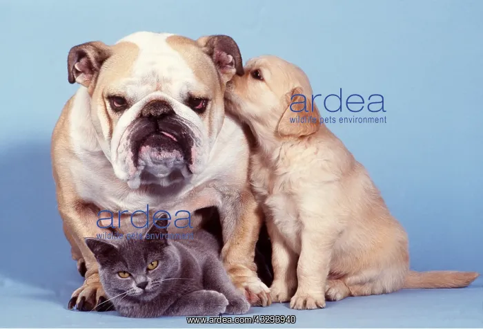 : DOG - Bulldog with Puppy & Kitten : DOG - Bulldog with Puppy & Kitten