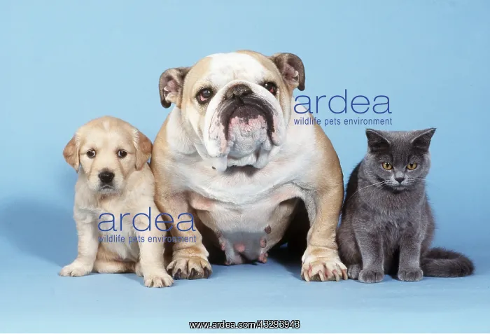 : DOG - BULLDOG - WITH PUPPY & KITTEN : DOG - BULLDOG - WITH PUPPY & KITTEN