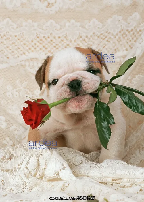 : DOG - Bulldog puppy with rose in mouth : DOG - Bulldog puppy with rose in mouth