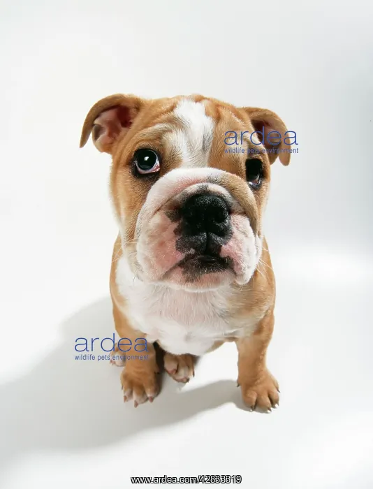 : DOG - bulldog puppy, sitting : DOG - bulldog puppy, sitting