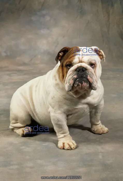  : DOG - BULLDOG - SITTING