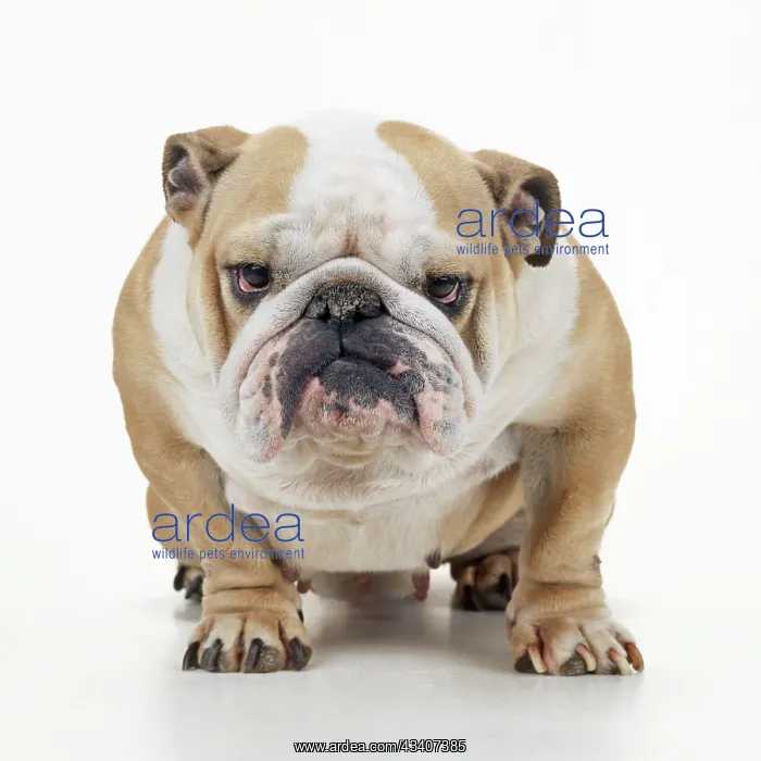 : DOG - BULLDOG - sitting, close-up : DOG - BULLDOG - sitting, close-up