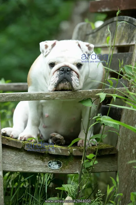 : DOG - Bulldog sitting on garden bench : DOG - Bulldog sitting on garden bench